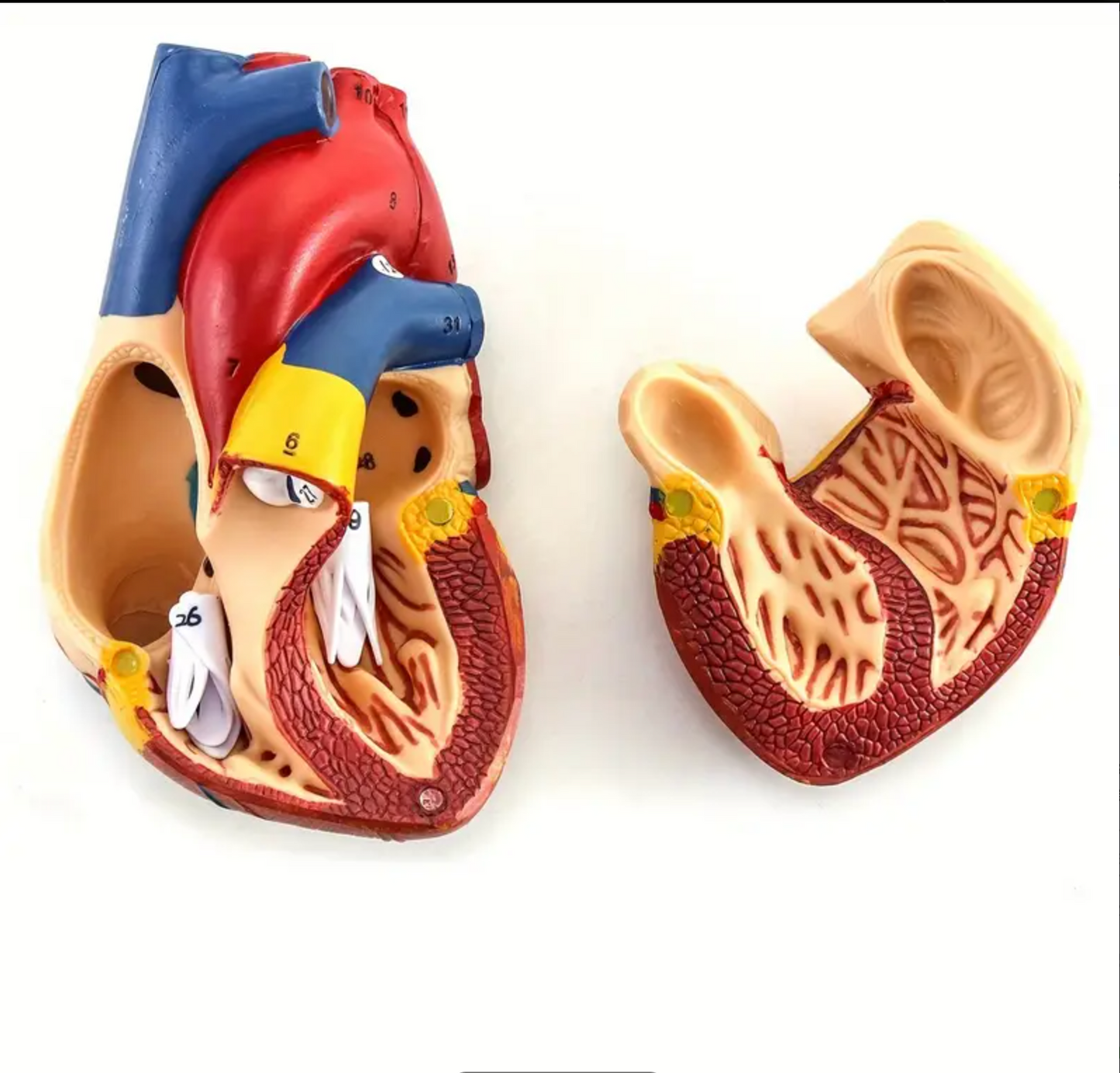 Herzmodell, Anatomisch präzises Herzmodell in Originalgröße