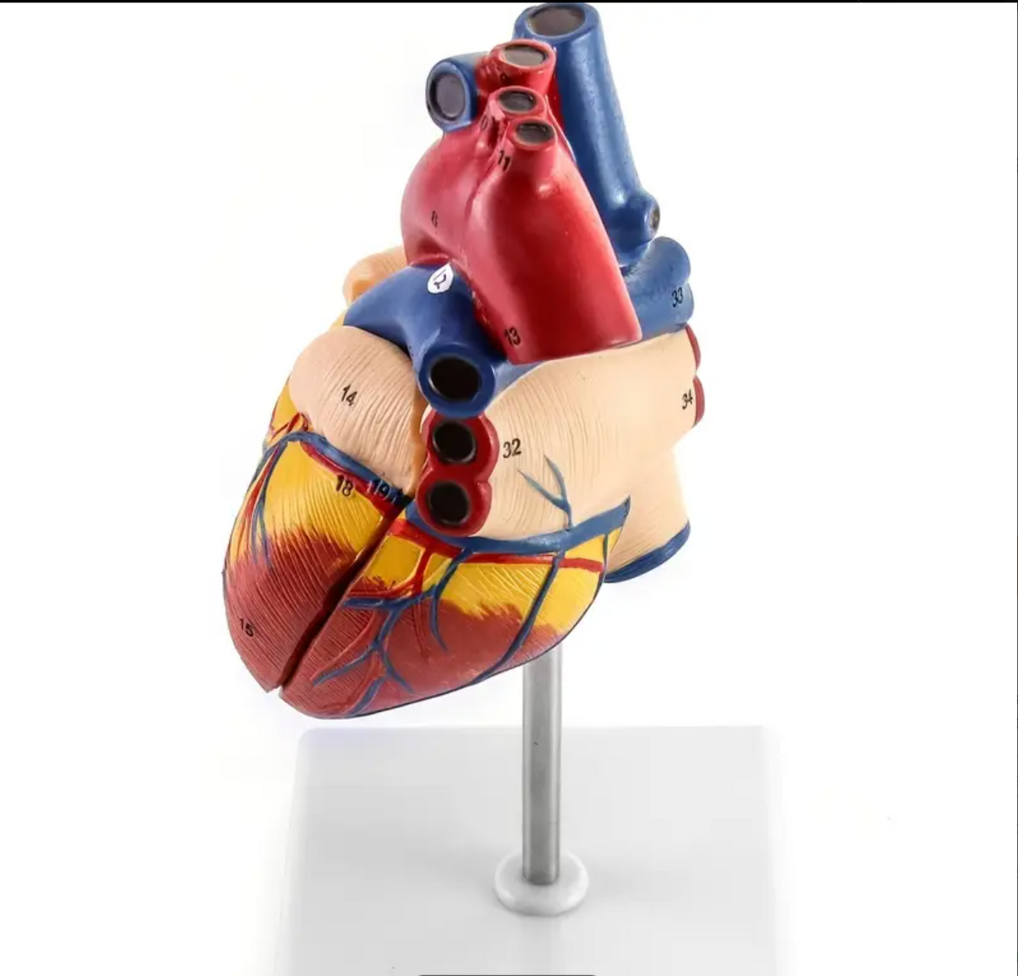 Herzmodell, Anatomisch präzises Herzmodell in Originalgröße